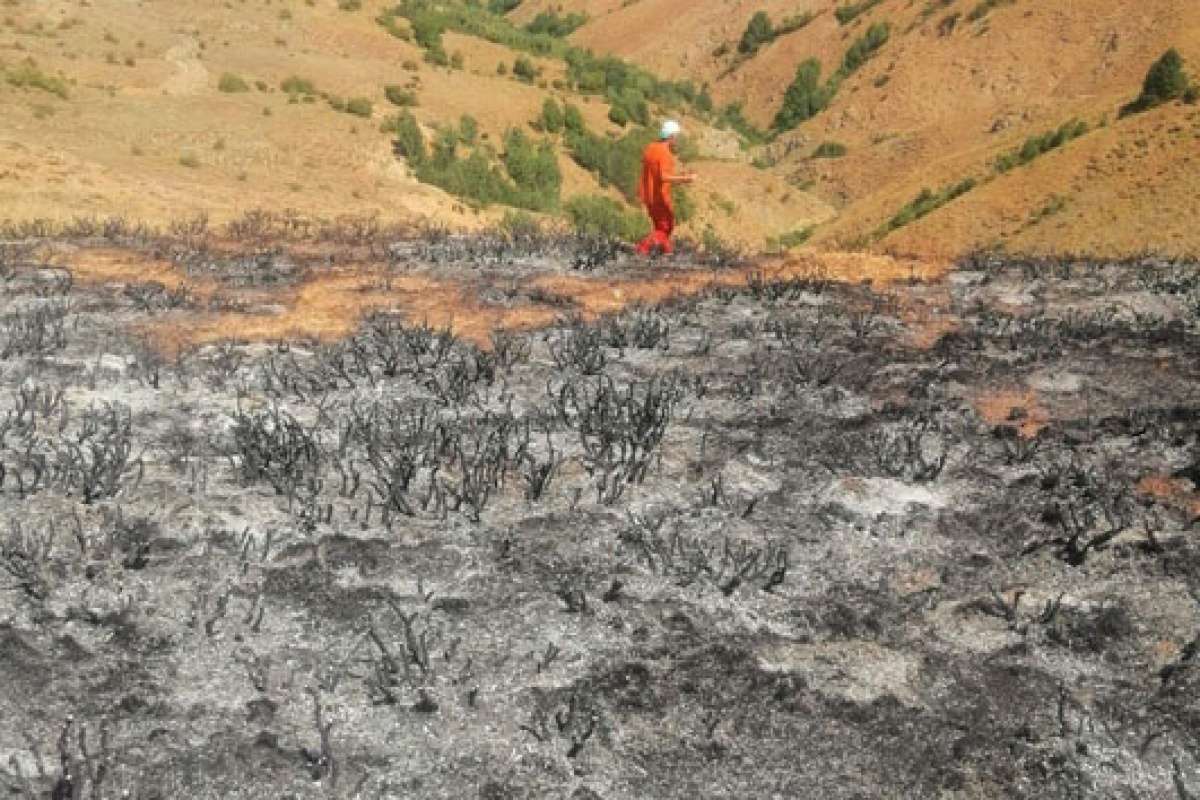 Bingöl'deki yangın ormanlık alana sıçramadan söndürüldü