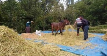 Bitlis’te geleneksel yöntemlerle pirinç hasadı yapılıyor