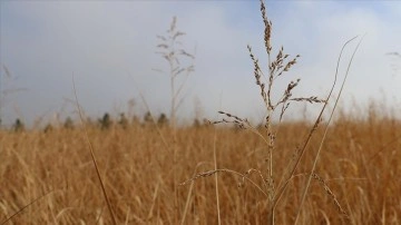 BM darı &uuml;retimini gıda krizine &ccedil;are olarak g&ouml;r&uuml;yor