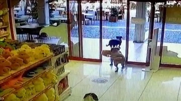 Bodrum'da biri ağzında oyuncak köpekle mağazadan çıkan köpekler güvenlik kamerasına yansıdı