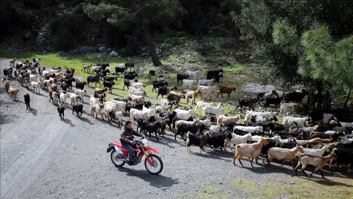 Bodrum'un 'teknolojik çobanı' sürüsünü 'drone' ile takip ediyor