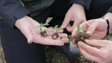 Bolu'da kendiliğinden yetişen salep bitkisinin üretimi yaygınlaştırılacak