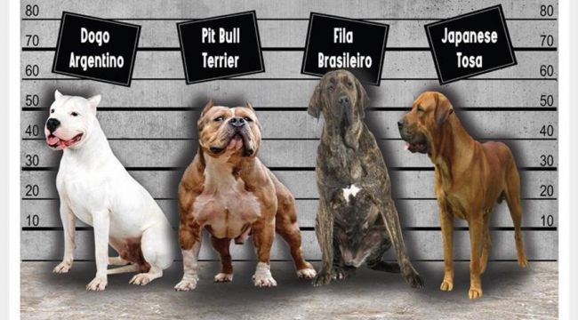 Bu 4 köpek türünü sahiplenenler ceza ödeyecek!
