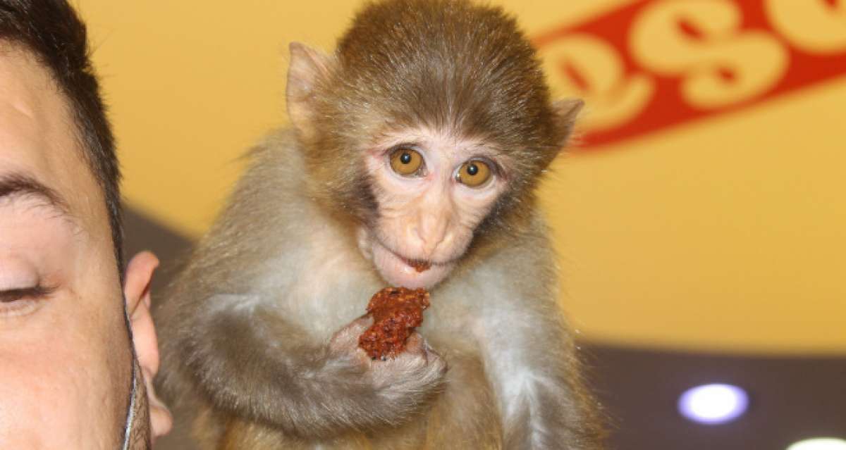 Bu maymun acı çiğköfte seviyor