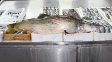 Bu turna balığı tam 30 kilo! Atatürk Barajı'nda yakalandı