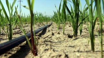 Buğday &uuml;retiminde damla sulama y&ouml;ntemiyle ortalama y&uuml;zde 30 su tasarrufu sağlandı