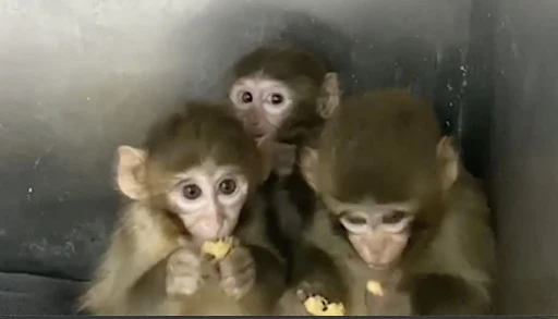 Bursa'da 3 makak maymunu koruma altına alındı