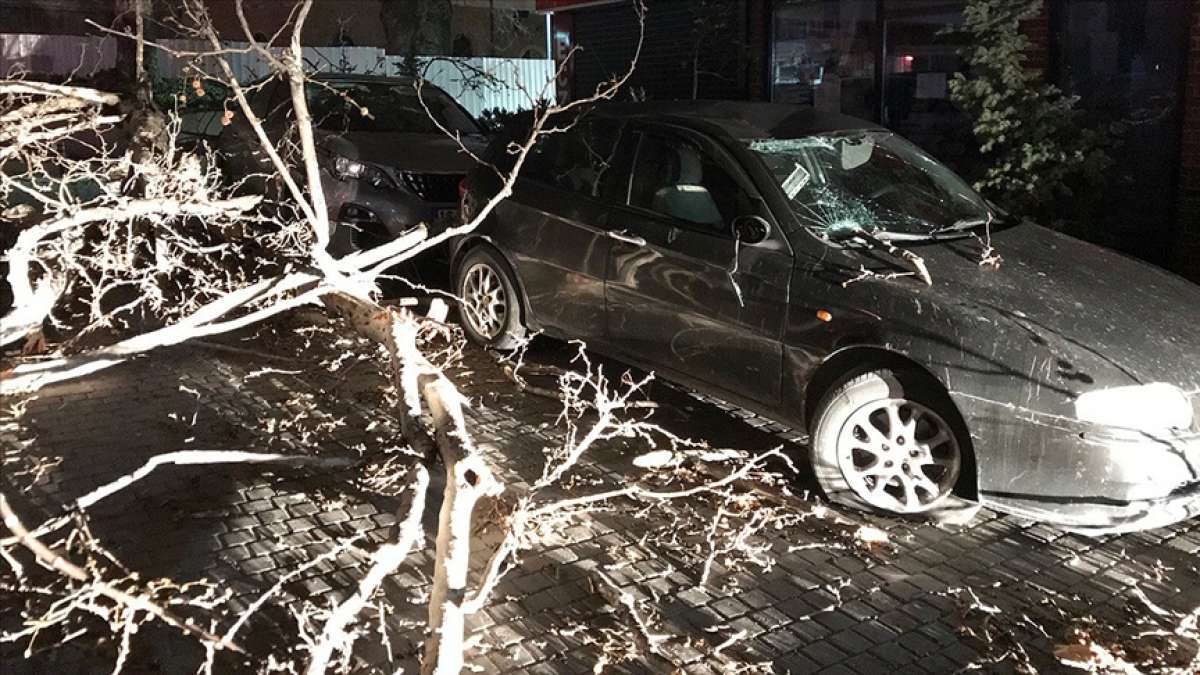 Bursa'da lodosun devirdiği çınar park halindeki araçların üzerine düştü