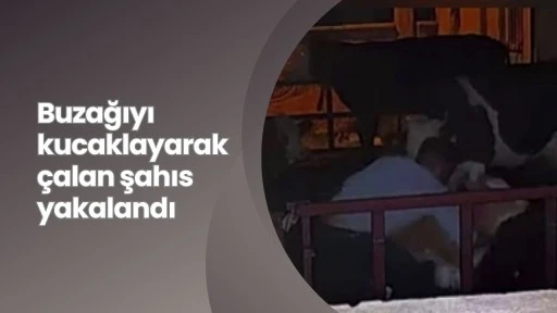 Buzağıyı kucaklayarak çalan şahıs yakalandı