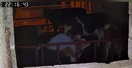 Buzağıyı kucaklayarak çaldılar
