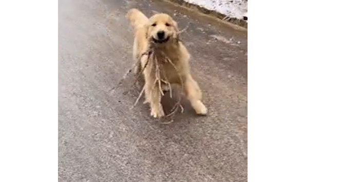 Buzlu yolda kayan sevimli köpek gülümsetti
