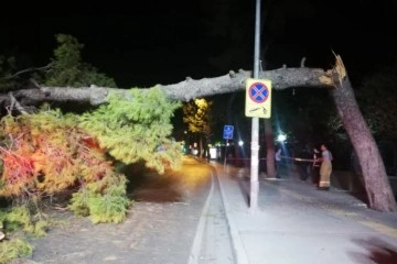 Çam ağacı devrildi, tramvay seferleri durdu