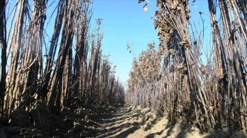 &Ccedil;anakkale'den Bulgaristan ve T&uuml;rk cumhuriyetlerine fidan ihracatı devam ediyor