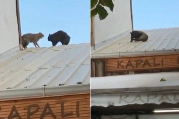 Çatıda kavga eden kediler bebeğin üzerine düşüyordu