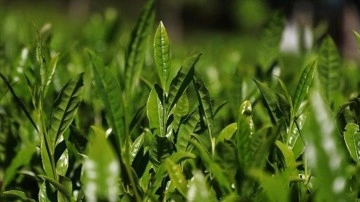 &Ccedil;AYKUR 1365 mevsimlik iş&ccedil;i alacak