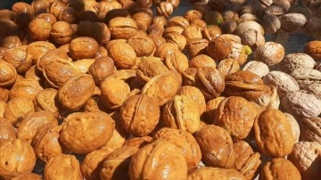 'Ceviz deposu' Kırşehir'de bereketli hasat dönemi yaşanıyor