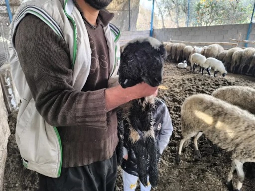 &Ccedil;ift Başlı, D&ouml;rt G&ouml;zl&uuml; Mucize: Yaşama Tutunmayı Başardı!