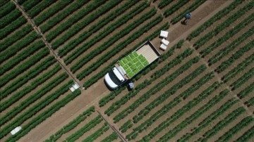 &Ccedil;ift&ccedil;ilere yaklaşık 1,3 milyar liralık tarımsal destekleme &ouml;demesi bug&uuml;n yapılacak