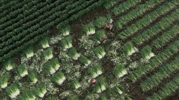 &Ccedil;ift&ccedil;ilere yaklaşık 1,4 milyar liralık tarımsal destekleme &ouml;demesi bug&uuml;n yapılacak