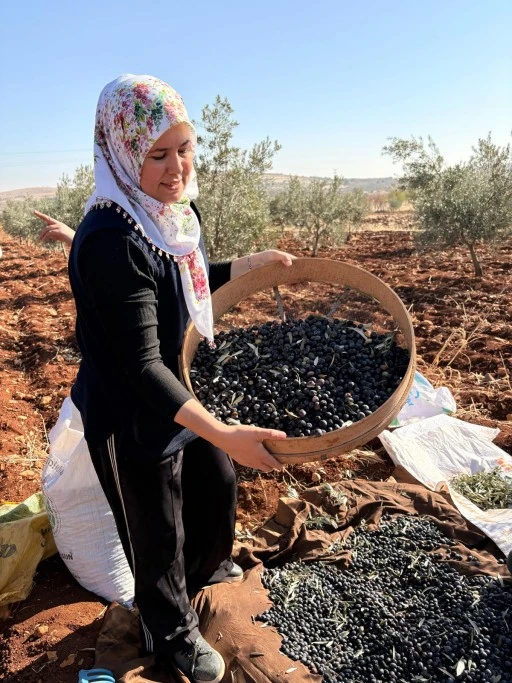Çiftçinin yüzünü güldüren hasat: Zeytin taneleri sofralara ulaşmaya başladı