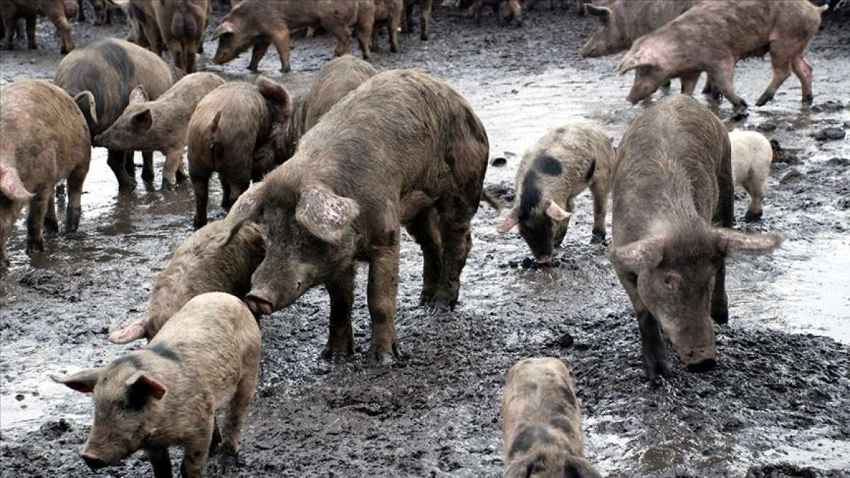 Çin'de bir çiftlikte Afrika domuz vebası tespit edildi