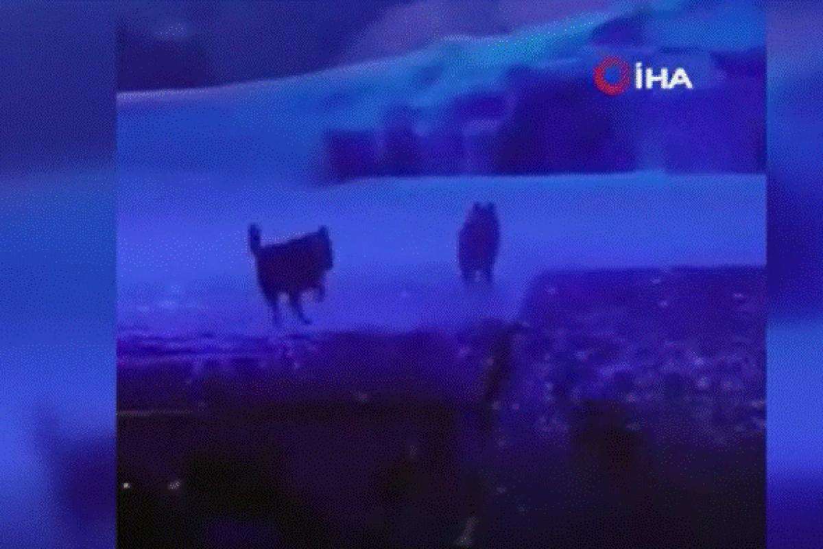 Çin'de gerçek kurtlar ile tiyatro gösterisi tepkiye neden oldu