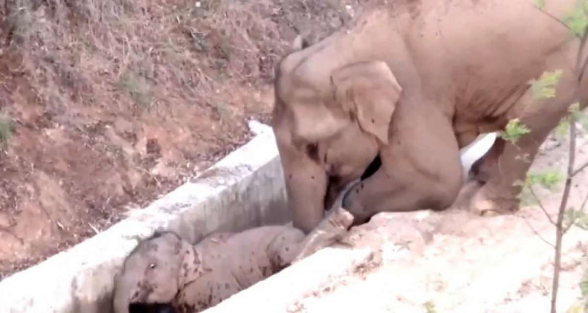 Çin'de su kanalına düşen yavru fili başka bir fil kurtardı