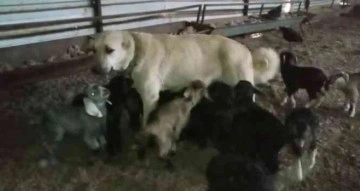 Çoban köpeği yavru keçilere süt annelik yapıyor