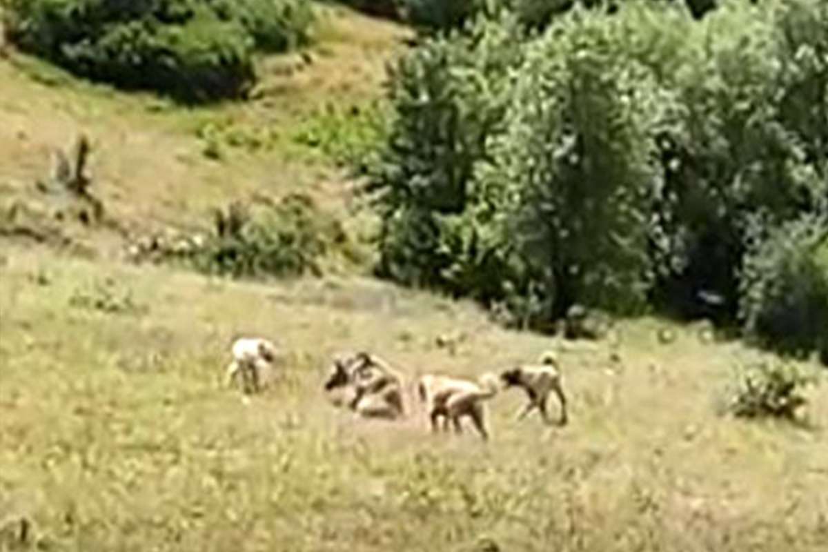 Çoban köpeklerinin saldırdığı boz ayı yaralandı