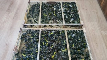 Çobanbey Gümrük Kapısı'nda 900 saka kuşu ele geçirildi