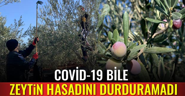 Covid-19 bile zeytin hasadını durduramadı