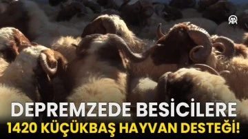 Depremzede besicilere 1420 küçükbaş hayvan desteği!