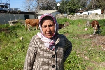 Depremzede kadın ‘hayat arkadaşım’ dediği ineklerini geride bırakmadı