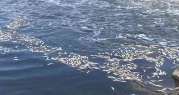 Dicle Nehri’nde telef olan binlerce balık su yüzeyine çıktı