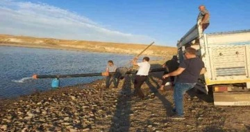 Diyarbakır’da 600 bin adet ‘Şabut balığı’ su kaynağına bırakıldı