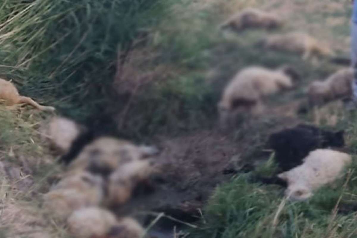 Diyarbakır'da dereye atlayan koyunu 500 koyun takip etti: 36 koyun telef oldu