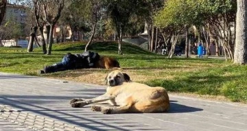 Diyarbakır’da iç ısıtan görüntü: Başını sokak köpeğine yaslayarak uyudu