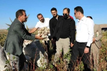 Diyarbakır'da pamuk hasadı etkinliği