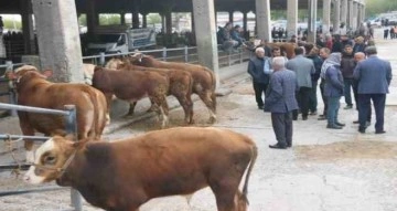 Diyarbakır’da SAT-2 serotipine karşı 100 binin üzerinde hayvan aşılandı