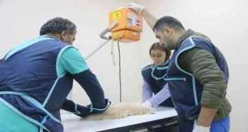 Diyarbakır’daki hayvan hastanesi, bölgede yabani ve evcil hayvanlara sağlık üssü oldu