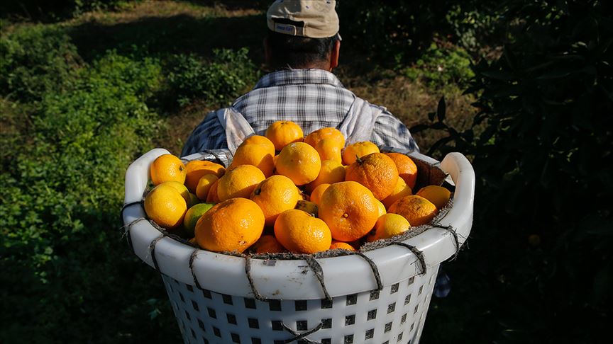 Doğu Akdeniz yeni sezon turunçgil ihracatına ’hızlı’ başladı