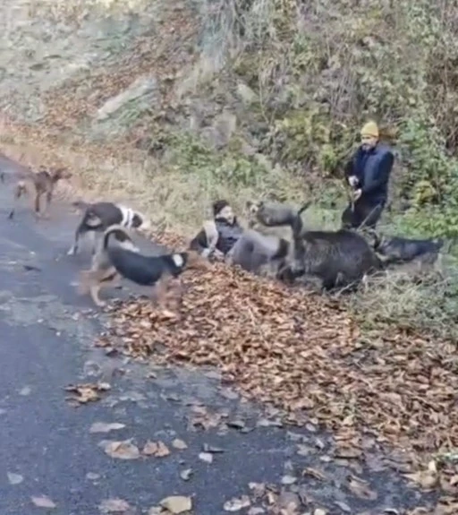 Domuzun saldırısından avcı arkadaşları kurtardı