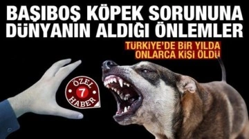 Dünya başıboş köpek sorununa karşı hangi önemleri alıyor? Türkiye'de bir yılda çok sayıda kişi
