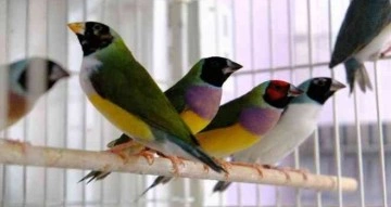 Dünyaca ünlü rengarenk egzotik kuşlar Erzincan’da yetiştiriliyor