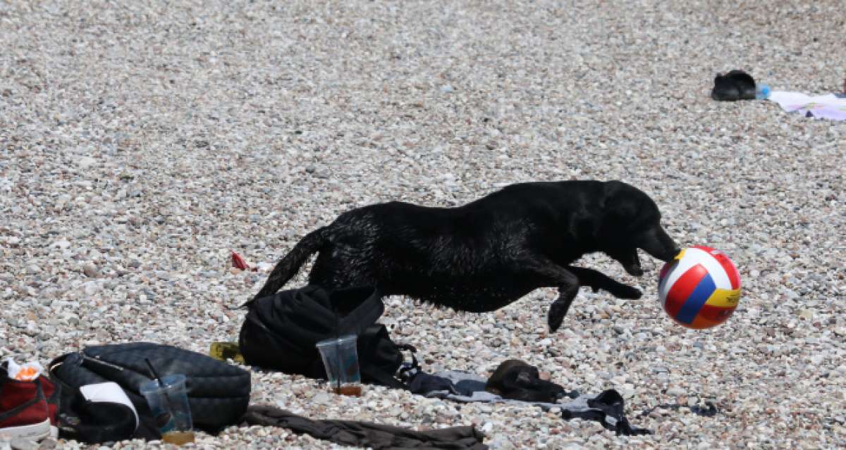Dünyaca ünlü sahilde sokak köpeğinden turistleri şaşırtan davranış