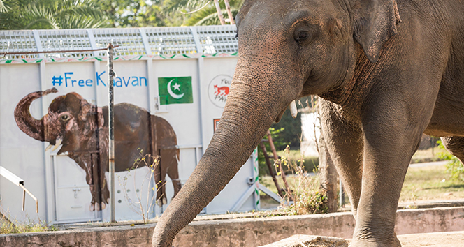 Dünyanın en yalnız fili Kamboçya'daki fil barınağına götürülüyor