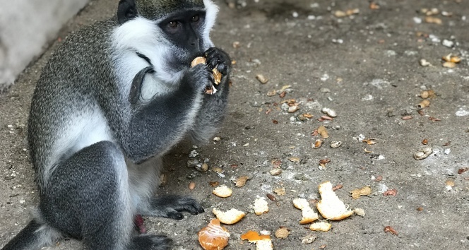 Düzce’de sahibinin terk ettiği tropikal maymun yakalanarak koruma altına alındı