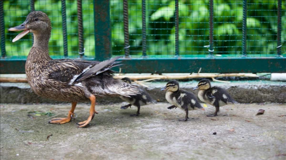 Düzce'de tedavi altındaki yeşilbaş ördeğin dünyaya getirdiği 3 yavru ilgi odağı oldu
