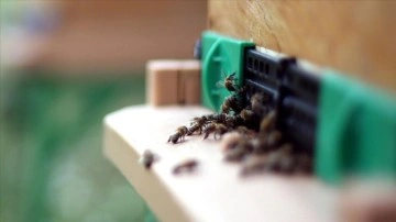 Düzce'deki araştırma merkezinde "arı zehri"nin epilepsi tedavisinde etkisi ortaya kon