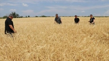 Edirne'de dolu ve sağanaktan etkilenen tarım arazilerinde hasar tespit çalışmaları sürüyor